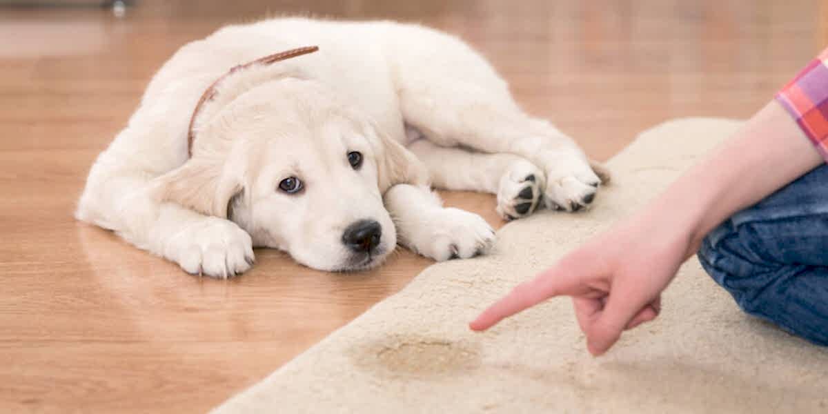Tuvalet Eğitimi, Tuvalet Eğitimi