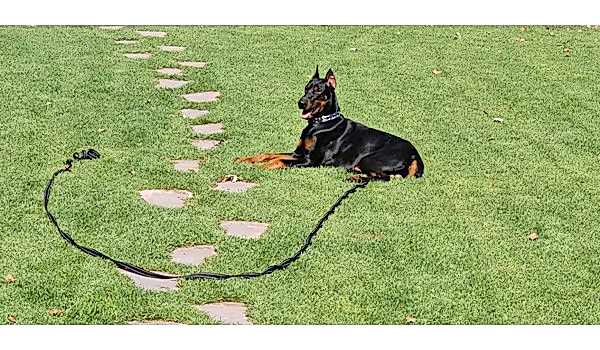 Köpek Otel Hizmeti, Köpek Otel Hizmeti