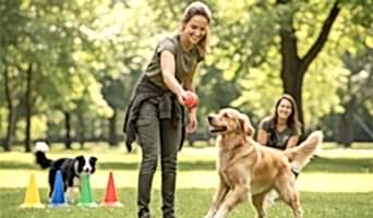 Köpeklerde Oyun Temelli Eğitim Yaklaşımı, Köpeklerde Oyun Temelli Eğitim Yaklaşımı