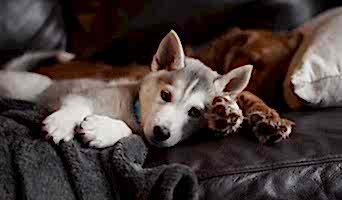 Veteriner Destekli Pet Otel, Veteriner Destekli Pet Otel