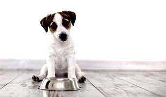 Alan Koruma Eğitimi: Köpeğinizin Doğal İçgüdülerini Geliştirin, Alan Koruma Eğitimi: Köpeğinizin Doğal İçgüdülerini Geliştirin