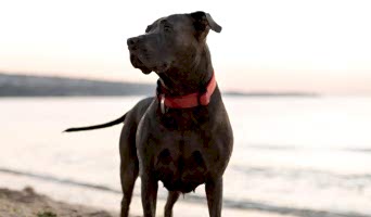 Köpek Oteli Rezervasyonu, Köpek Oteli Rezervasyonu