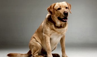 Güvenilir Köpek Oteli, Güvenilir Köpek Oteli