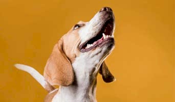 Ev Ortamında Köpek Konaklama, Ev Ortamında Köpek Konaklama