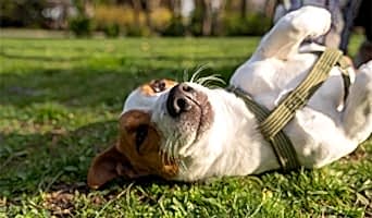 Köpekler İçin Otel, Köpekler İçin Otel