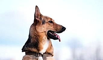 Batı Köpek Oteli Fiyatları, Batı Köpek Oteli Fiyatları