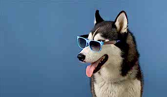 Köpek İçin Tatil Yeri, Köpek İçin Tatil Yeri