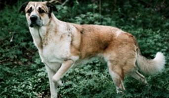 Köpek Oteli Eğitim ve Bakım, Köpek Oteli Eğitim ve Bakım