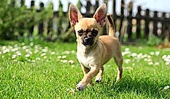 Bahçeşehir Tuvalet Eğitimi, Bahçeşehir Tuvalet Eğitimi