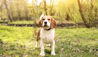 Köpekler İçin İstanbul’da Özel Bakım ve Konaklama, Köpekler İçin İstanbul’da Özel Bakım ve Konaklama