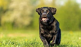 Avcılar Tuvalet Eğitimi, Avcılar Tuvalet Eğitimi