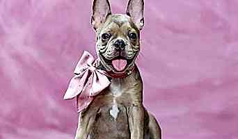 Tuvalet Eğitimi Nasıl Verilir? Profesyonel İpuçları, Tuvalet Eğitimi Nasıl Verilir? Profesyonel İpuçları