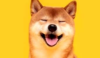 Köpek Otelinde Konaklama Süreci Nasıl İşler?, Köpek Otelinde Konaklama Süreci Nasıl İşler?