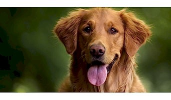 İstanbul Köpek Oteli, İstanbul Köpek Oteli