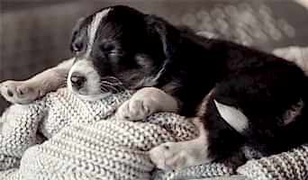 Tatil Dönemi Köpek Konaklama Yeri, Tatil Dönemi Köpek Konaklama Yeri