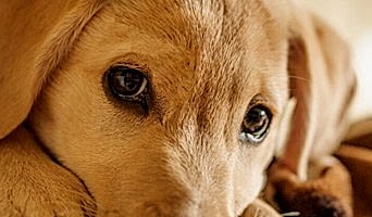 En İyi Köpek Oteli Batı İstanbul, En İyi Köpek Oteli Batı İstanbul