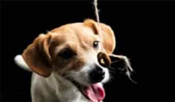 Batı Köpek Oteli Sağlık Hizmetleri, Batı Köpek Oteli Sağlık Hizmetleri