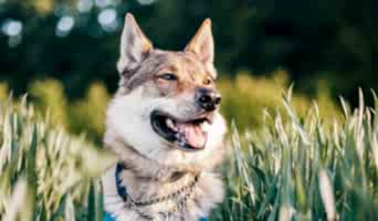 Avcılar İtaat Eğitimi, Avcılar İtaat Eğitimi