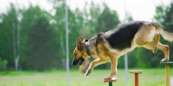 İleri İtaat Eğitimi, İleri İtaat Eğitimi