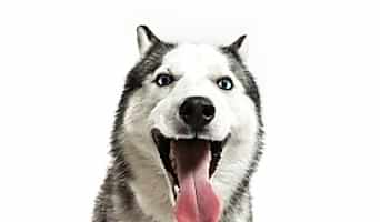 Uygun Fiyatlı Köpek Pansiyonu Hizmetleri, Uygun Fiyatlı Köpek Pansiyonu Hizmetleri