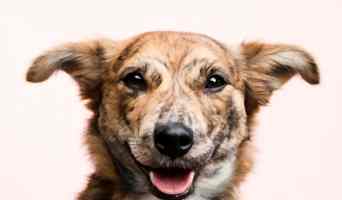 Köpeğim İçin Güvenli Pansiyon, Köpeğim İçin Güvenli Pansiyon