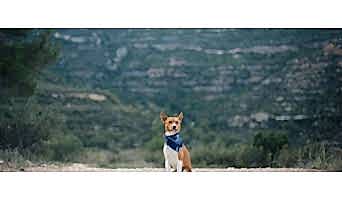 İstanbul Temel İtaat Eğitimi, İstanbul Temel İtaat Eğitimi