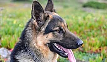 Köpekler İçin Birebir Bakım, Köpekler İçin Birebir Bakım