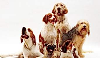 Sosyal Köpekler İçin Otel Ortamı, Sosyal Köpekler İçin Otel Ortamı