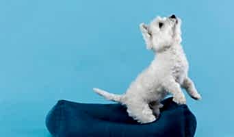 Yavru Köpek Oteli İstanbul, Yavru Köpek Oteli İstanbul