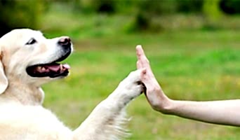 Sosyalleşme Eğitimi: Diğer Köpeklerle Sağlıklı İletişim, Sosyalleşme Eğitimi: Diğer Köpeklerle Sağlıklı İletişim
