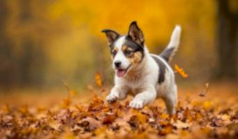 İstanbul Günlük Köpek Oteli, İstanbul Günlük Köpek Oteli