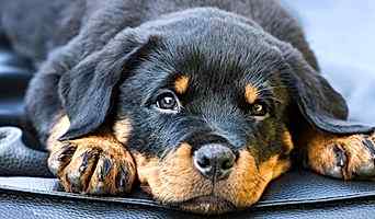 Yavru Köpekler İçin İlk Sosyalizasyon Deneyimi, Yavru Köpekler İçin İlk Sosyalizasyon Deneyimi