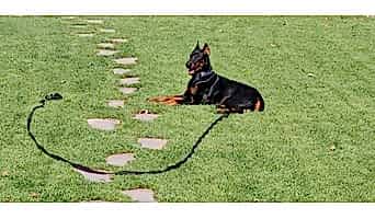 Köpek Otel Hizmeti, Köpek Otel Hizmeti