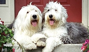 Anadolu Yakası Köpek Kreşi, Anadolu Yakası Köpek Kreşi