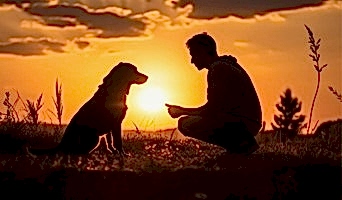 İstanbul'da Köpek Oteli, İstanbul'da Köpek Oteli