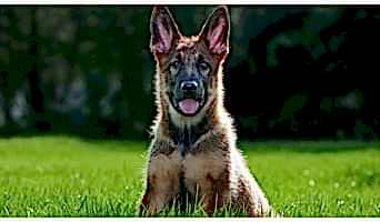 İstanbul Köpek Otel Hizmetleri, İstanbul Köpek Otel Hizmetleri