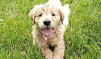 İstanbul’daki Köpek Otellerinde Eğitim ve Bakım Hizmetleri, İstanbul’daki Köpek Otellerinde Eğitim ve Bakım Hizmetleri