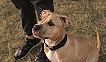 Avcılar Alan Koruma Eğitimi, Avcılar Alan Koruma Eğitimi