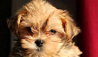 Ev Ortamı Sunan Köpek Oteli, Ev Ortamı Sunan Köpek Oteli