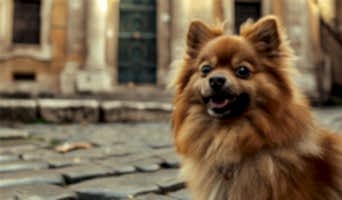 İstanbul’da Güvenilir Köpek Oteli Tavsiyesi, İstanbul’da Güvenilir Köpek Oteli Tavsiyesi