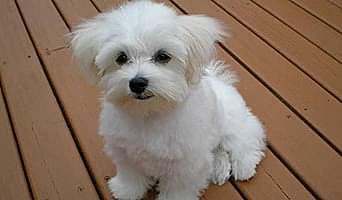 Köpeklerde Beslenme Programı: Otel Konaklamasında Dikkat Edilecekler, Köpeklerde Beslenme Programı: Otel Konaklamasında Dikkat Edilecekler