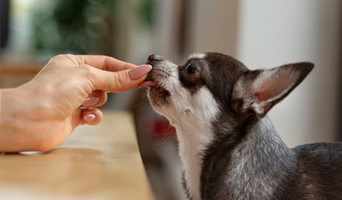 Ekonomik Köpek Konaklama, Ekonomik Köpek Konaklama