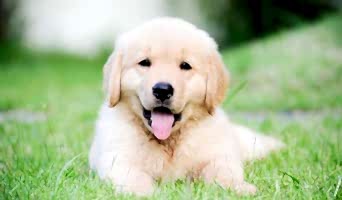 Profesyonel Eğitmenlerle Köpek Davranış Analizi, Profesyonel Eğitmenlerle Köpek Davranış Analizi