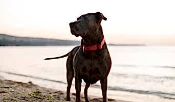 Köpek Oteli Konaklama Ücreti, Köpek Oteli Konaklama Ücreti