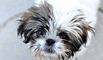 Evcil Hayvan Oteli, Evcil Hayvan Oteli