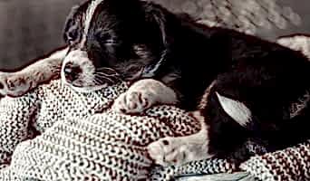 Avcılar Yavru Köpek Eğitimi, Avcılar Yavru Köpek Eğitimi