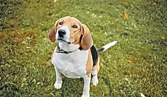 Köpek Eğitimi, Köpek Eğitimi