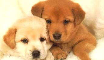 Köpeklerde Günlük Egzersiz İhtiyacı ve Oyun Zamanı, Köpeklerde Günlük Egzersiz İhtiyacı ve Oyun Zamanı
