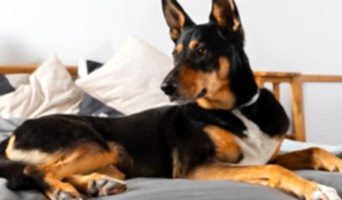 Köpek Eğitimi ve Bakımı Hizmeti, Köpek Eğitimi ve Bakımı Hizmeti