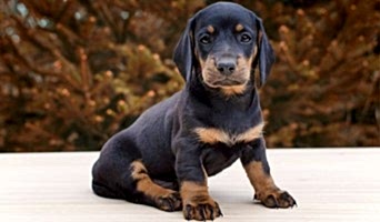 Köpek Oteli Özel Hizmetler, Köpek Oteli Özel Hizmetler